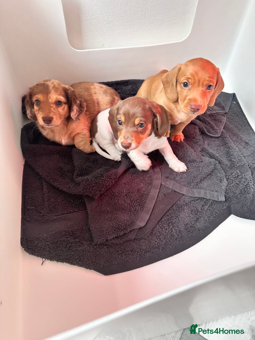 Miniature Dachshund dogs for sale: Kc registered mini Dachshund quality puppies  - Image 10
