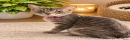 Mixed Breed cats for sale: Stunning kittens  - Advert 3
