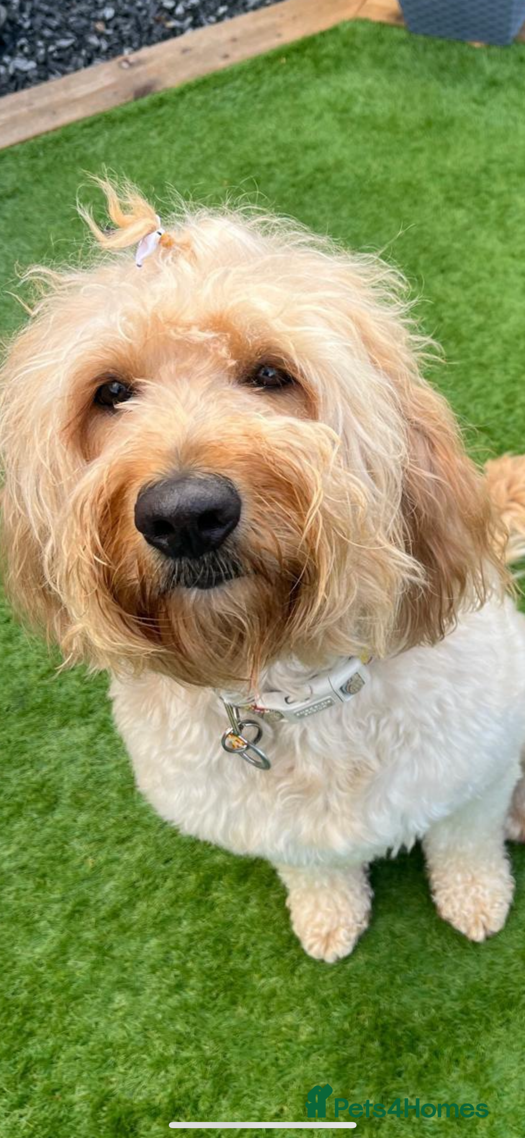 Goldendoodle dogs for sale: Beautiful F2 Goldendoodle Puppies  - Advert 11