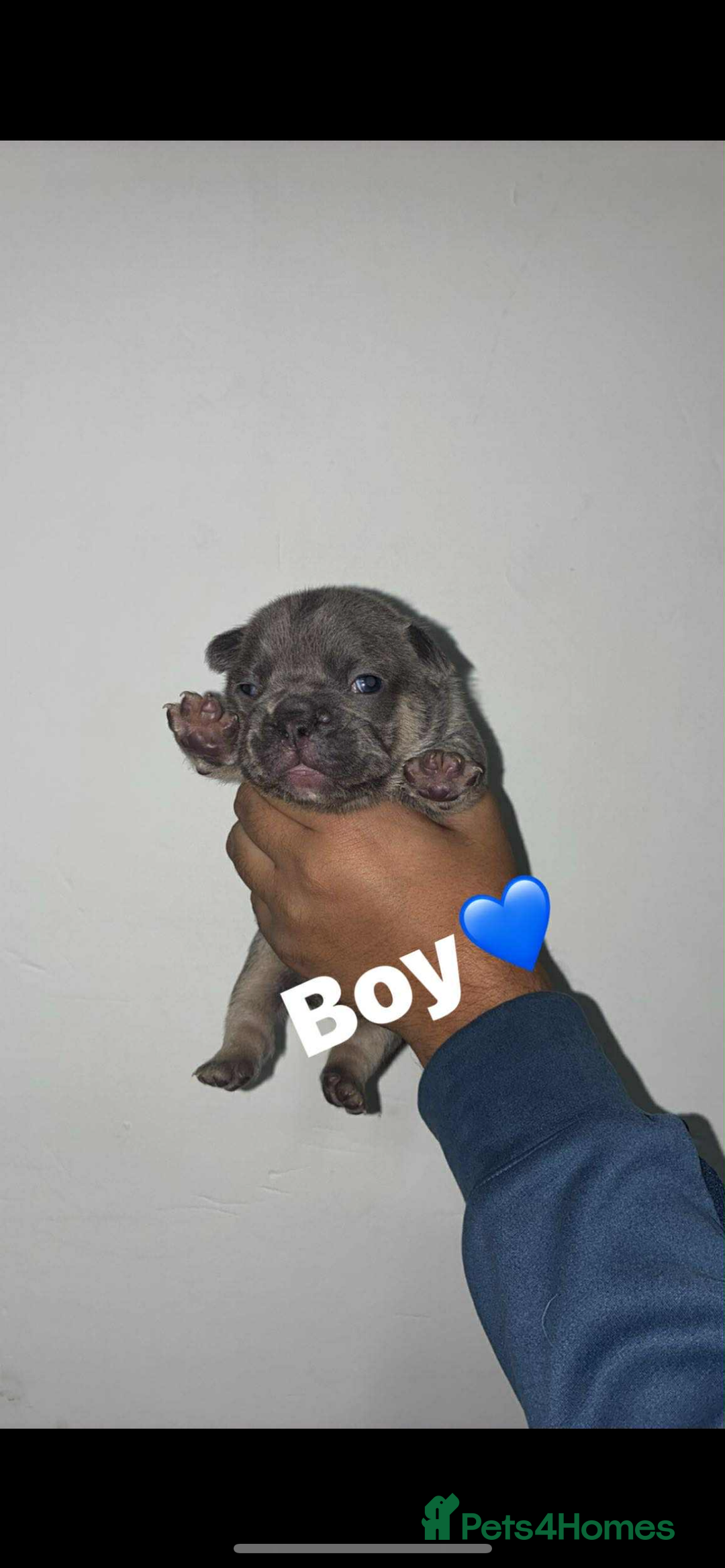 French Bulldog dogs for sale: Beautiful French Bulldogs - Advert 2