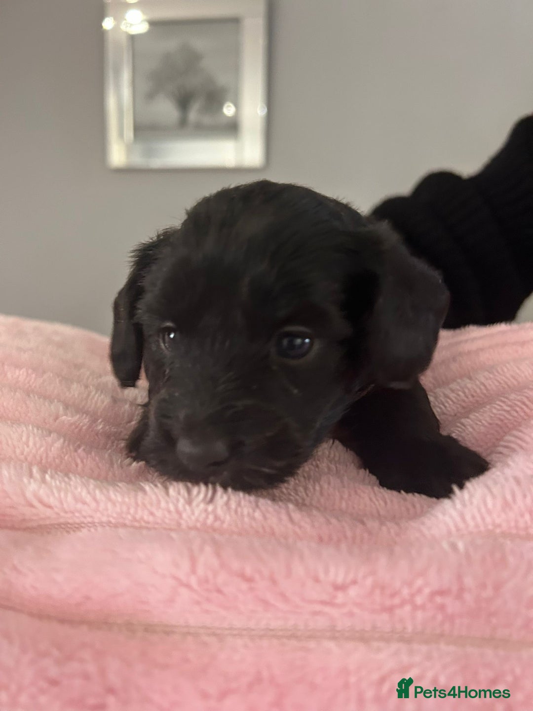 Mixed Breed dogs for sale: Doxiepoo pups - Advert 10