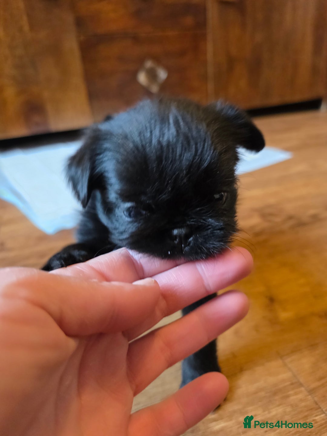 Griffon Bruxellois dogs for sale: KC Registered Rough Brussels Griffon  - Advert 3