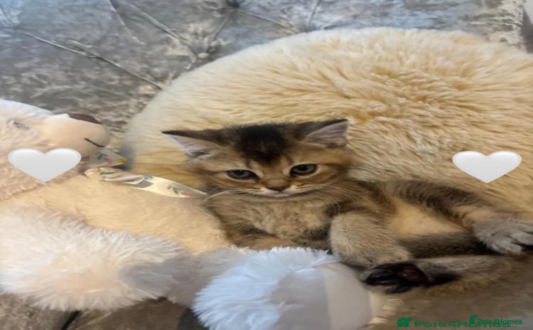 Scottish Fold cats - Advert 1