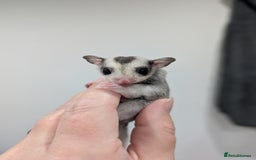 Sugar Glider rodents for sale: Mosaic sugar glider male available November - Image 3