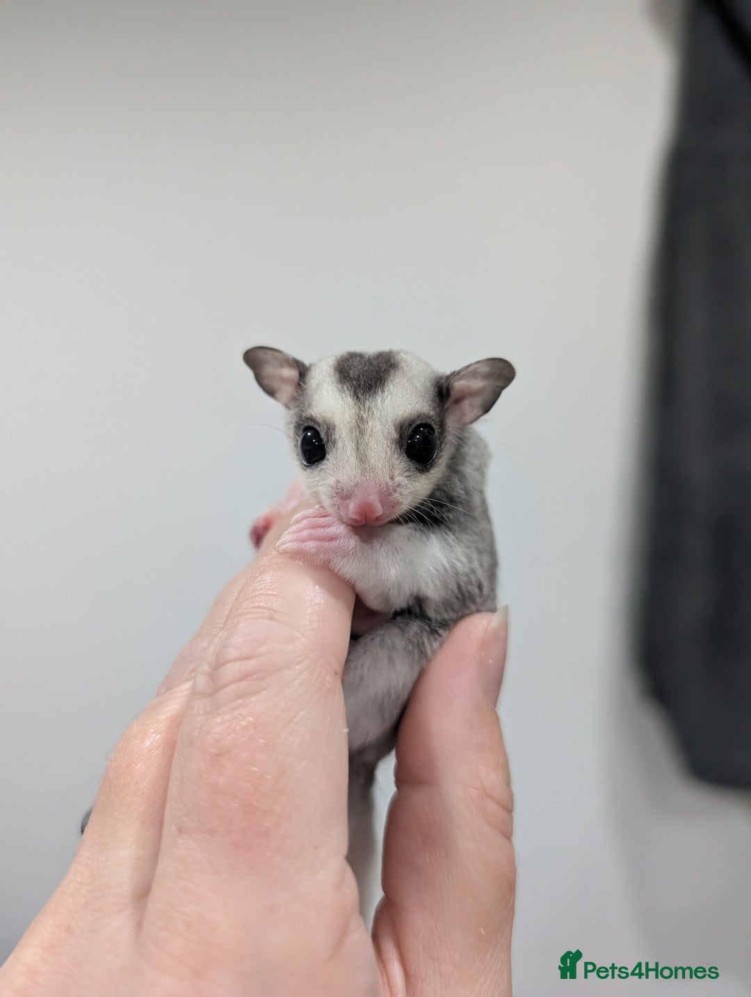 Sugar Glider rodents for sale: Mosaic sugar glider male available November - Image 3