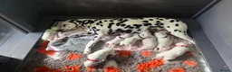 Dalmatian dogs for sale: Quality KC puppies in Beaminster - Advert 8