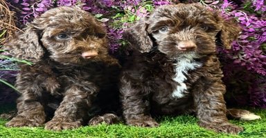 Cockapoo dogs - Advert 2
