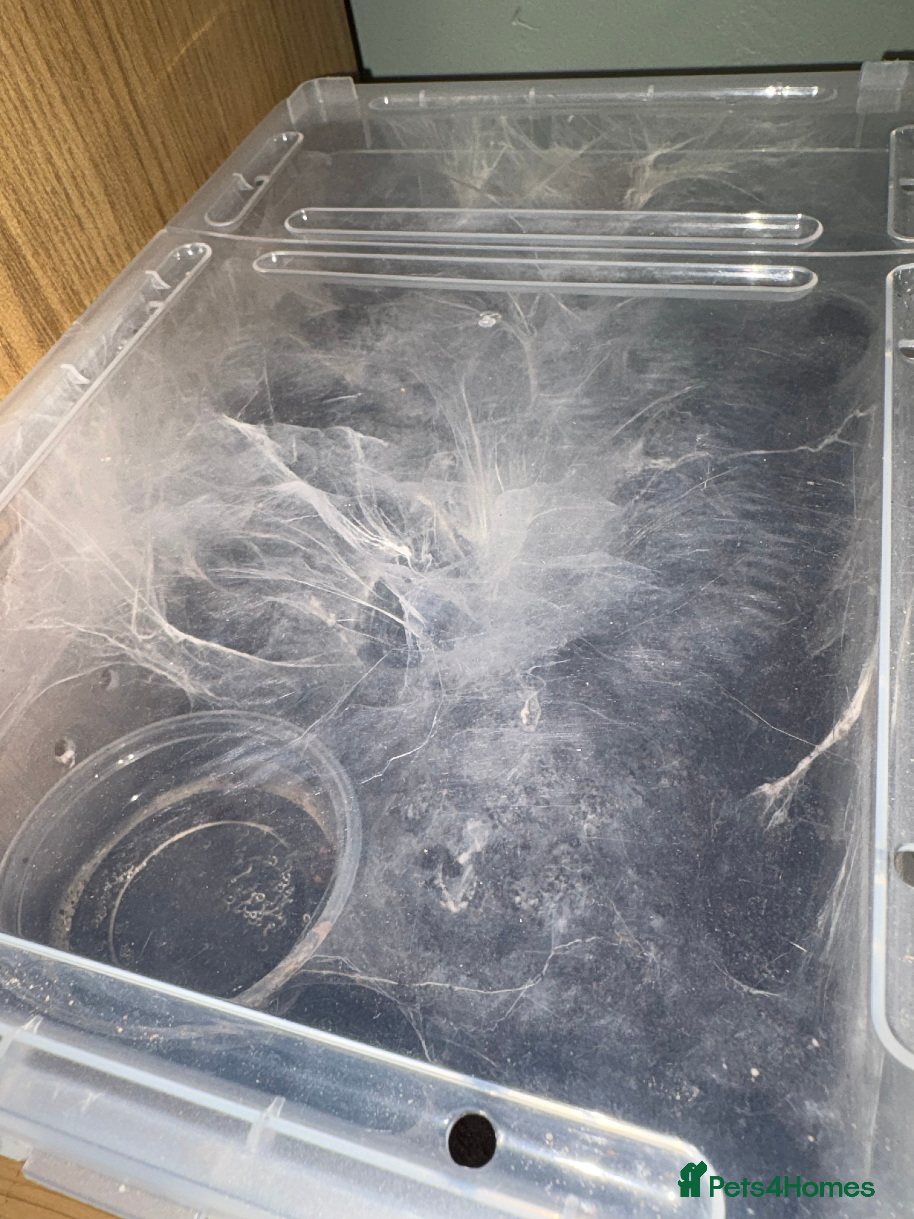 Spiders invertebrates Electric Blue Tarantula For Sale 🕷️ - Advert 6