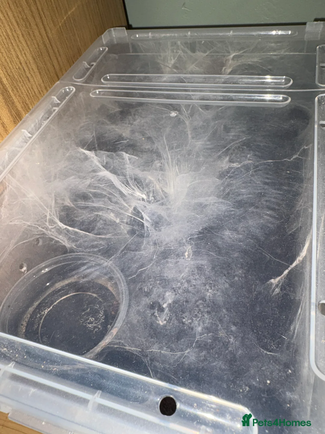 Spiders invertebrates for sale: Tarantulas For Sale (gooty sapphires etc.)  - Advert 3