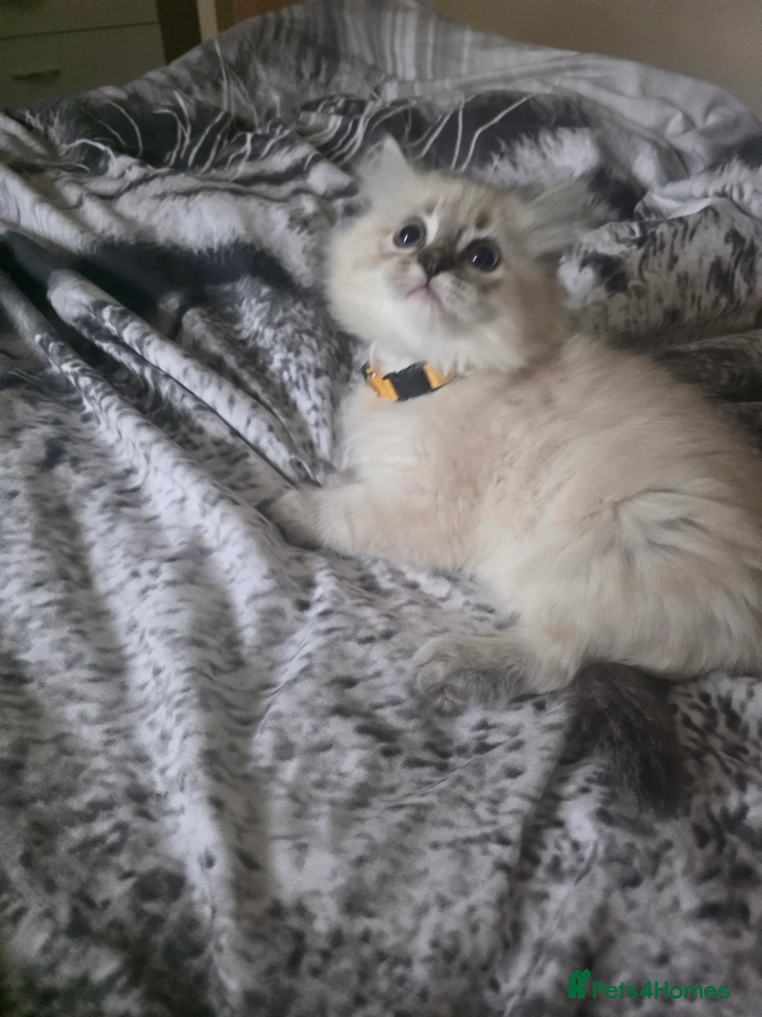 Persian cats for sale: Persain chinchilla blue eyes colourpoint kittens   - Advert 2
