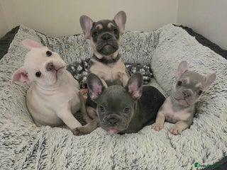 French Bulldog dogs Absolutely stunning Frenchie girl puppies - Advert 2