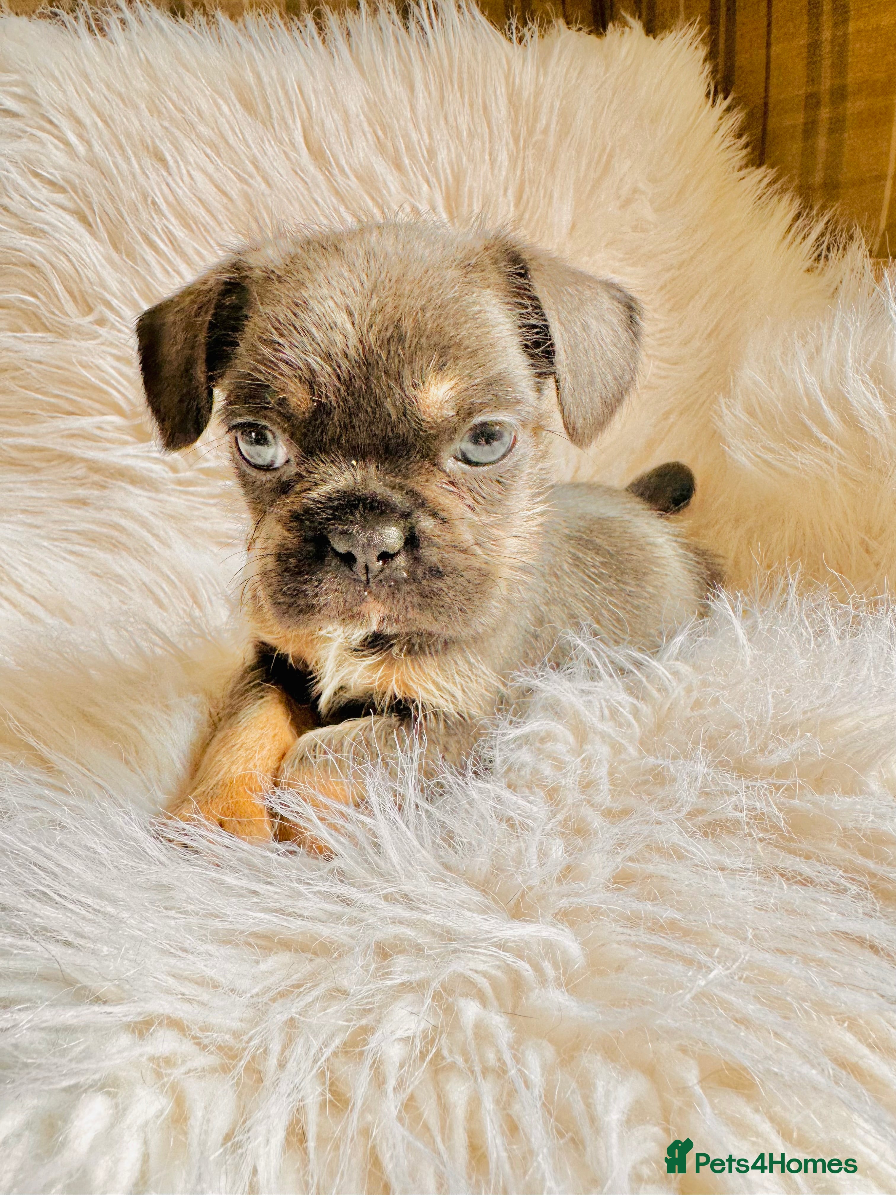 Mixed Breed dogs for sale: Shih Tzu x Frenchie pups - Advert 16