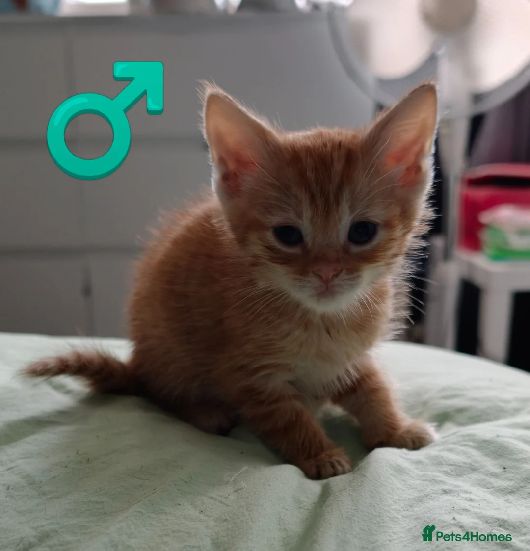 Mixed Breed cats for sale: Beautiful kittens £80 each  - Advert 2
