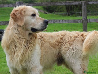 Golden Retriever dogs Imported Health Tested Retriever Stud in Knighton - Advert 3