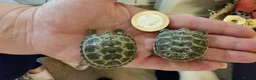 Tortoise reptiles for sale: Baby horsefield tortoise - Advert 5