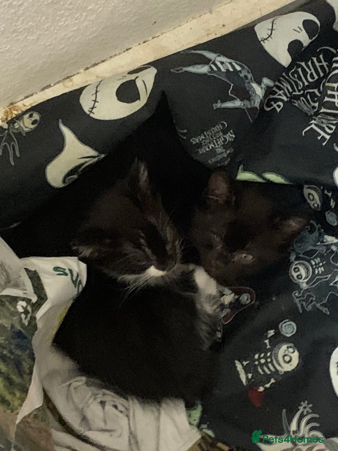 American Shorthair cats for sale: kittens available 15th (tuxedo and black cat) - Image 7