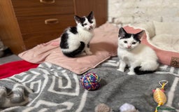Domestic Shorthair cats for sale: Adorable Kittens Looking for a Loving Home, 🏡 - Image 1