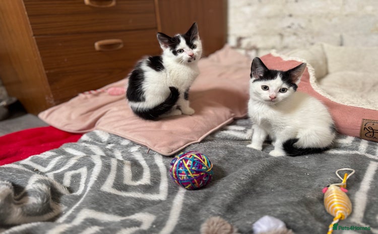 Domestic Shorthair cats - Advert 2