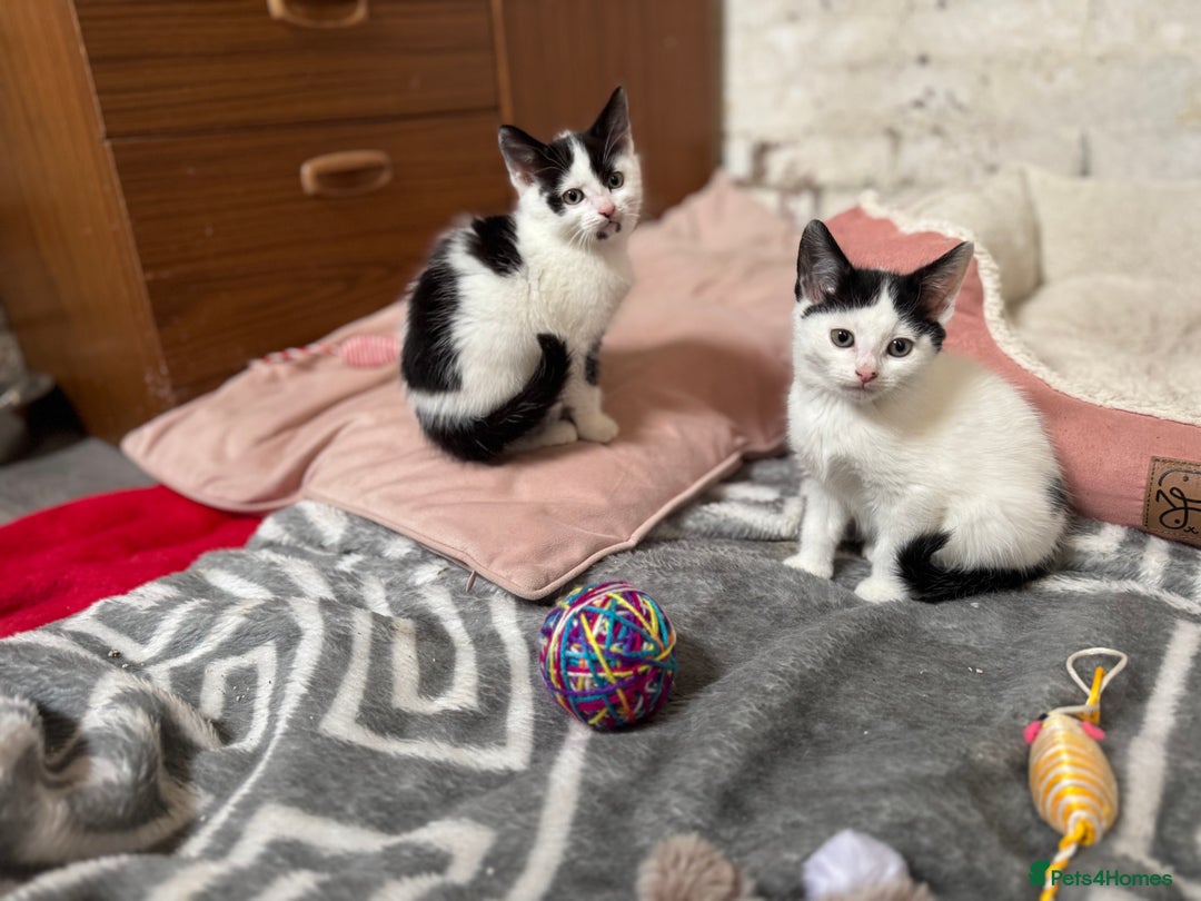 Domestic Shorthair cats for sale: Adorable Kittens Looking for a Loving Home, 🏡 - Image 1