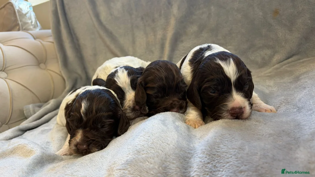 Sprocker dogs for sale: Cocker spaniel in Rochdale - Advert 8