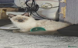 Ragdoll cats for sale: 2😻Ragdoll kittens 💕 - Image 15