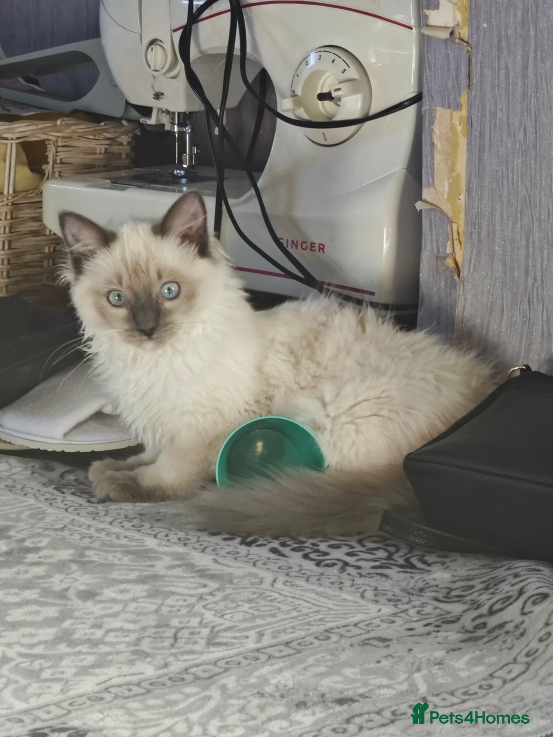Ragdoll cats for sale: 2😻Ragdoll kittens 💕 - Image 15