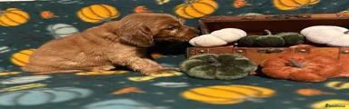Cocker Spaniel 2