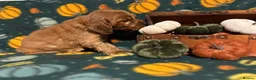 Cocker Spaniel dogs for sale: ⭐️Stunning show cocker spaniel puppies  - Advert 3