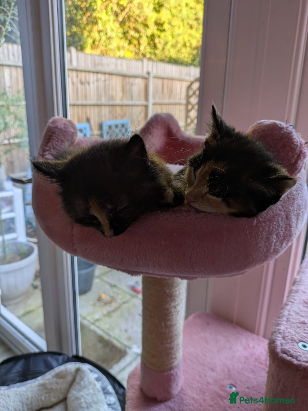 British Longhair cats for sale: 2 left  - Image 2