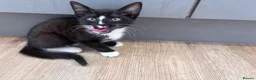 Mixed Breed cats for sale: 2 female kittens  in Chertsey - Advert 6
