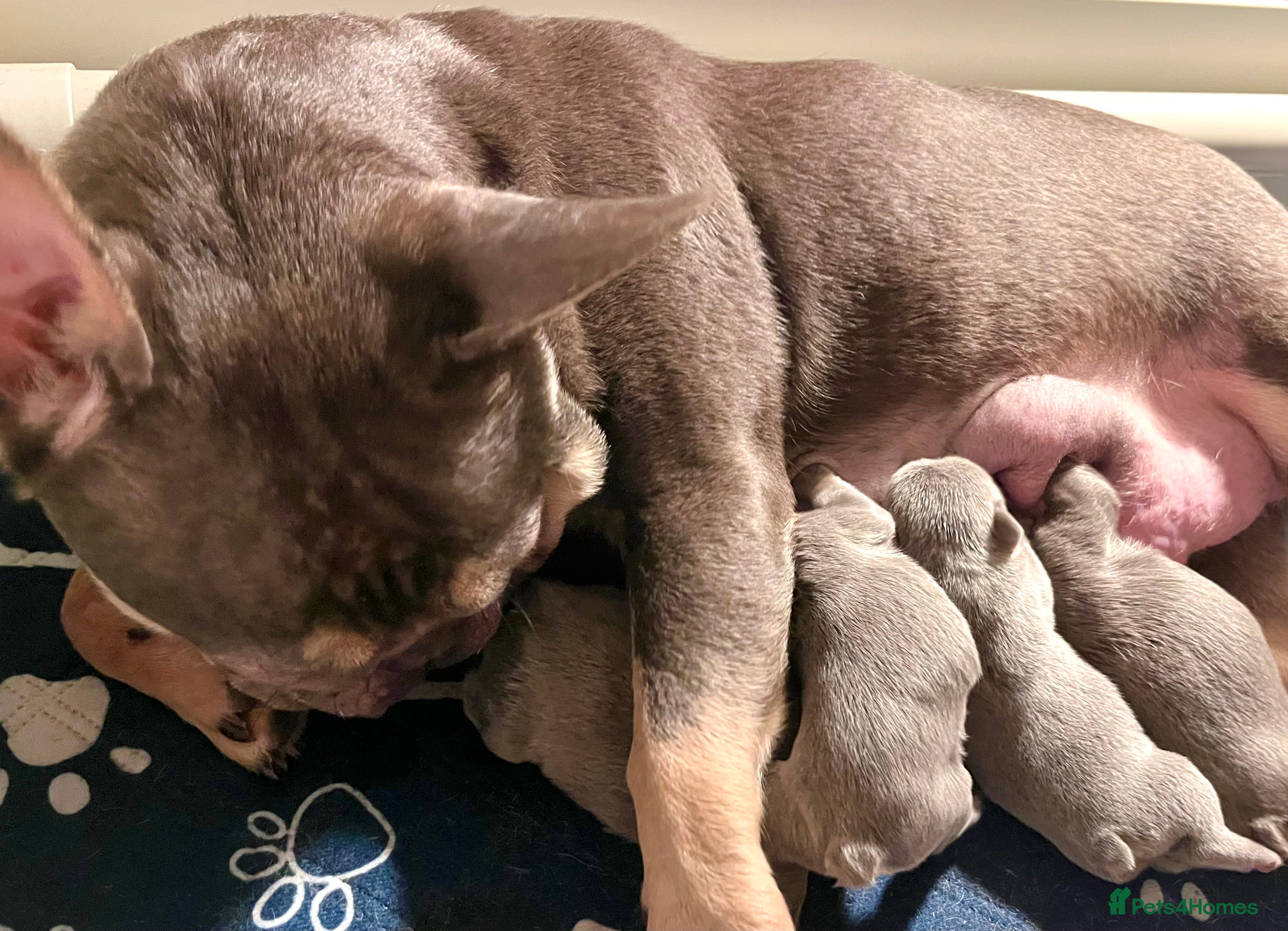 French Bulldog dogs 🌸FLUFFY,LILAC&TAN,NEW SHADE GIRLS&BOYS🌸 - Advert 1