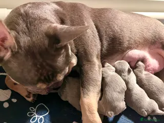 French Bulldog dogs 🌸FLUFFY,LILAC&TAN,NEW SHADE GIRLS&BOYS🌸 - Advert 1