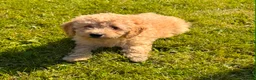 Cavapoo dogs for sale: Cute toy cavapoo puppies reds/apricots 2 left   in Airdrie - Advert 11