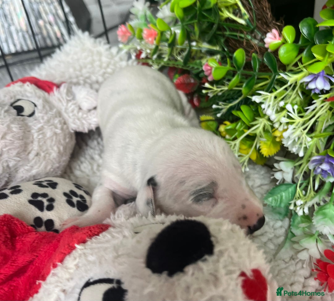 Dalmatian dogs for sale: Quality puppies home reared mother champion  - Image 9