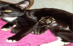 Mixed Breed cats for sale: 2 Mixed breed kittens  - Image 4