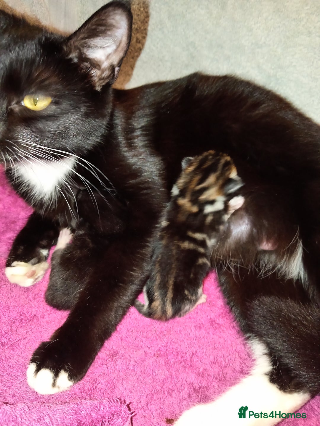 Mixed Breed cats for sale: 2 Mixed breed kittens  - Image 4