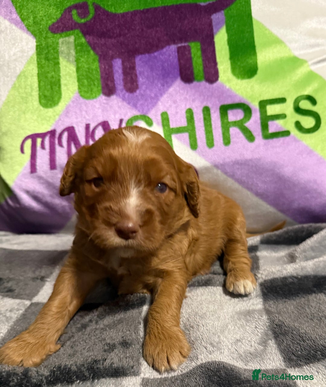Cockapoo dogs for sale: F1 mini cockapoos fox reds 30 dna health tested  - Advert 7