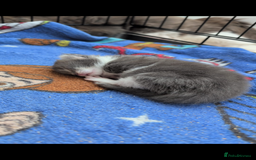 Maine Coon cats for sale: Maine coon kittens - Image 5