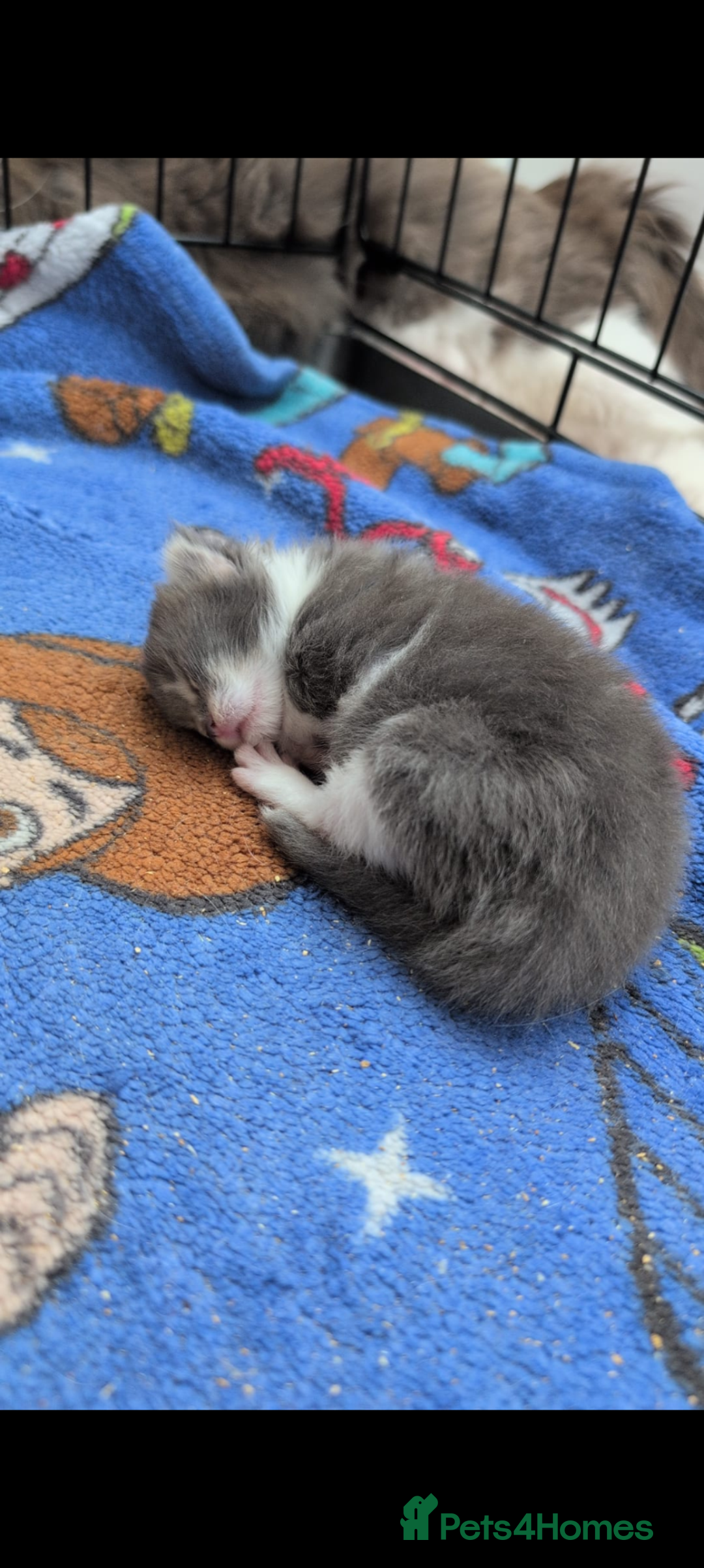 Maine Coon cats for sale: Maine coon kittens - Image 5