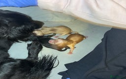 Mixed Breed dogs for sale: Cocker Spaniel X Pomeranian - Advert 14