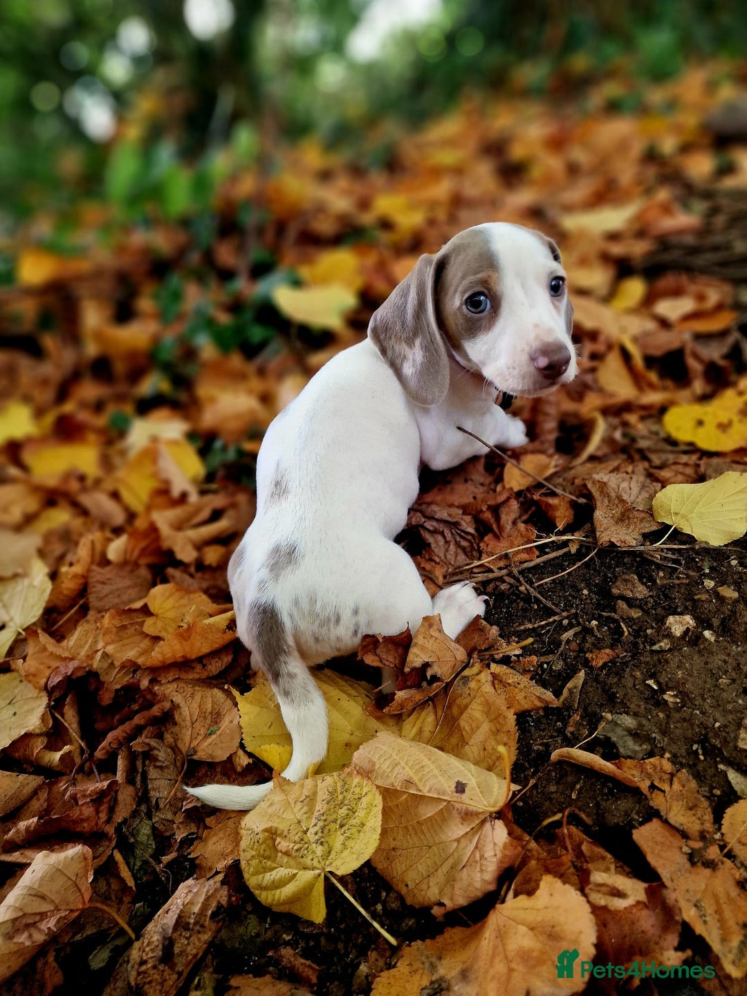Miniature Dachshund dogs for sale: Quality mini dachshund puppies 💜 - Image 11
