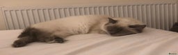 Ragdoll cats for sale: Beautiful GCCF Ragdoll Kittens  - Advert 5