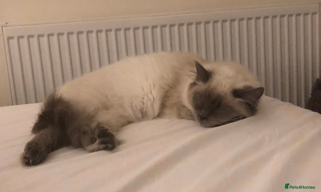 Ragdoll cats for sale: Beautiful GCCF Ragdoll Kittens  - Advert 5