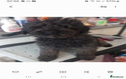 Toy Poodle dogs for sale: 4 YR OLD VERY FRIENDLY BLACK MALE TOY POODLE - Image 5