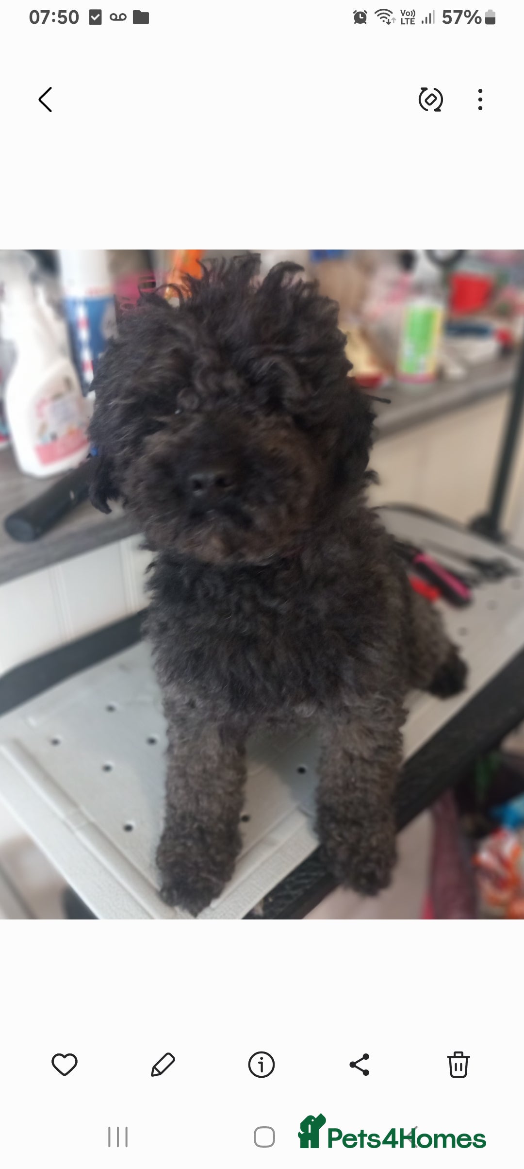 Toy Poodle dogs for sale: 4 YR OLD VERY FRIENDLY BLACK MALE TOY POODLE - Image 5