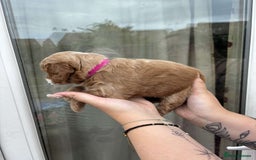 Mixed Breed dogs for sale: Bedlington terrier poodle mixed with a cockerpoo - Image 5