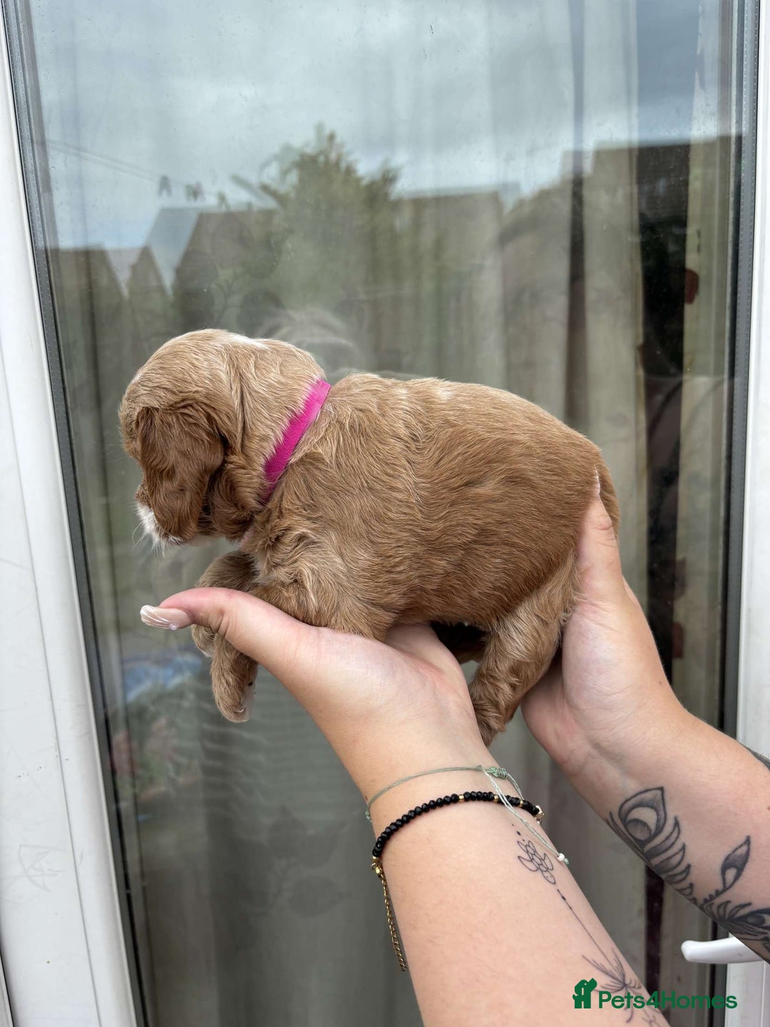 Mixed Breed dogs for sale: Bedlington terrier poodle mixed with a cockerpoo - Image 5