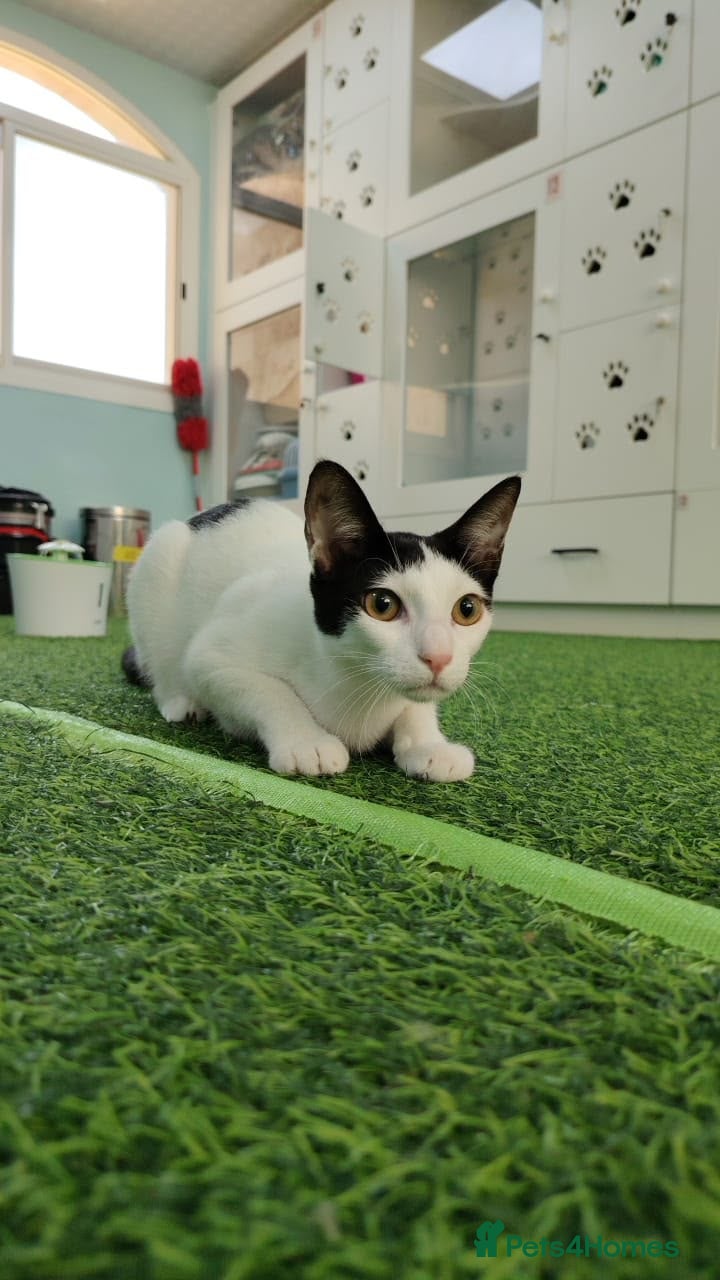 Mixed Breed cats [Indoors Only] Yuki & Suki - Adorable Siblings - Advert 4