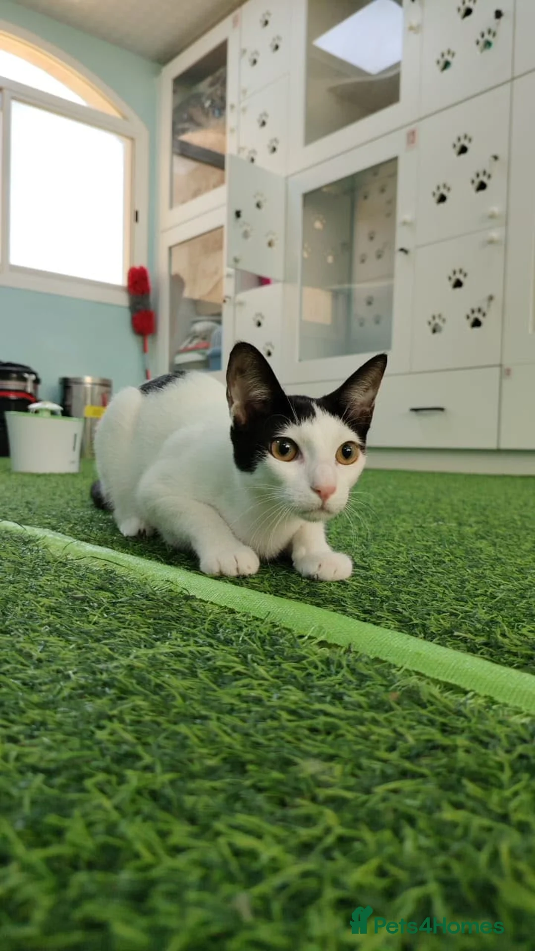 Mixed Breed cats for adoption: [Indoors Only] Yuki & Suki - Adorable Siblings - Advert 1