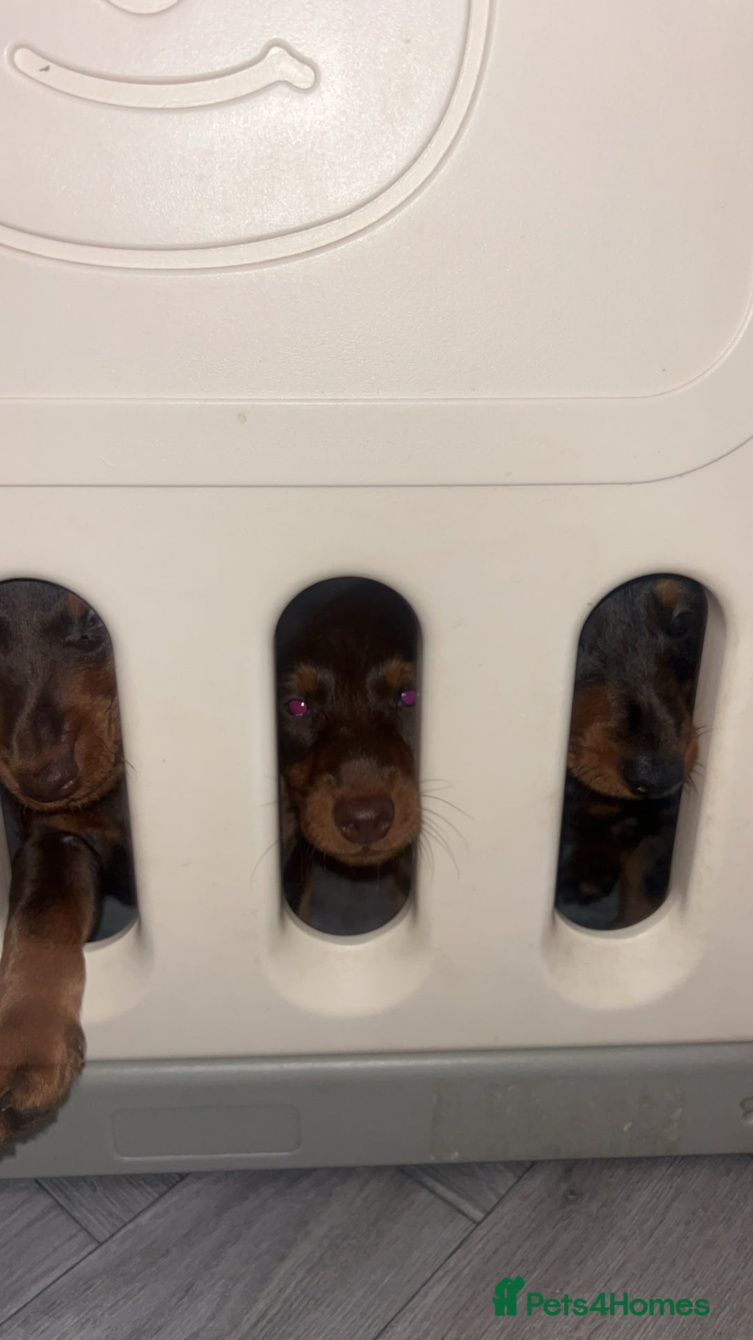 Doxiepoo dogs for sale: ONE BOY LEFT READY NOW  FOREVER HOMES ❤️ - Advert 40